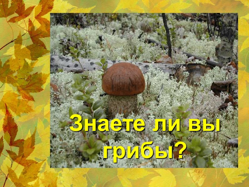 Знаете ли вы грибы?